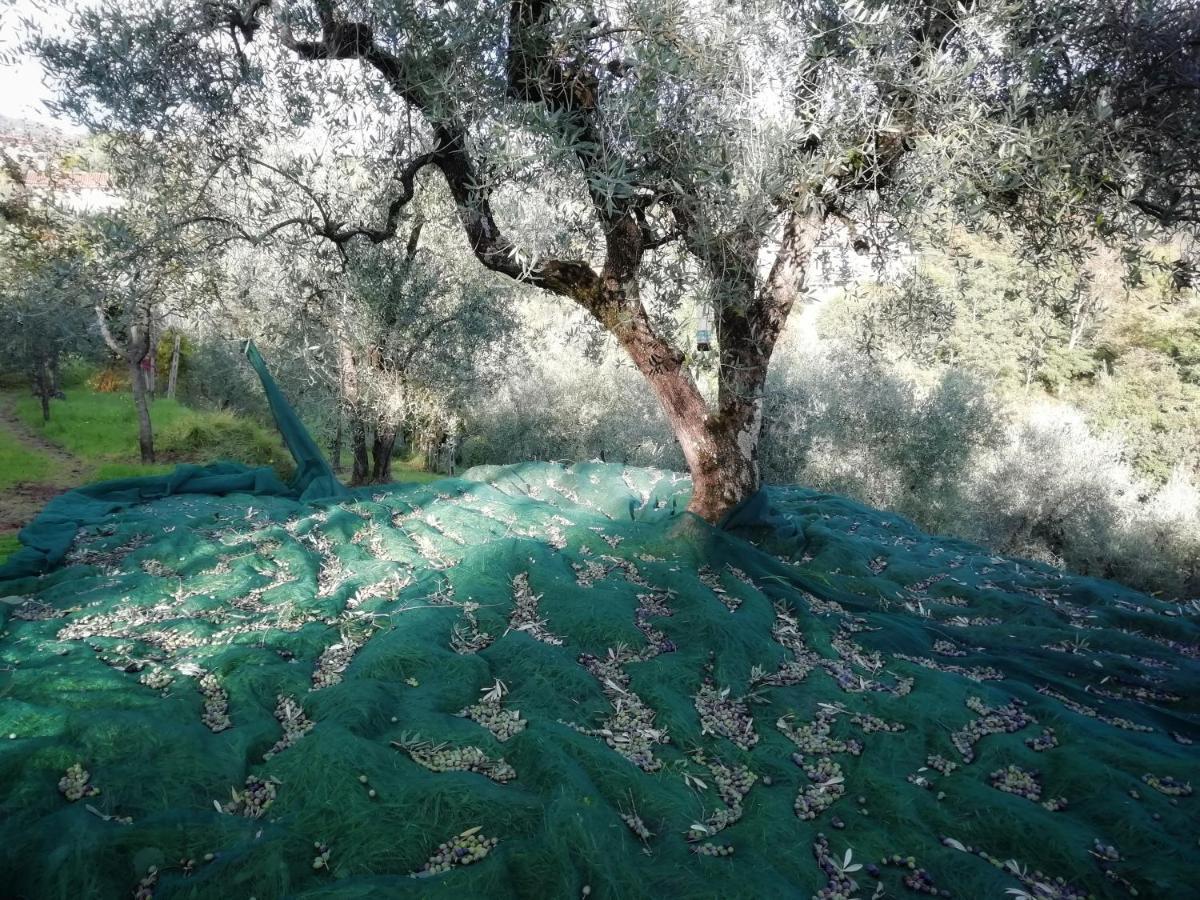 Agriturismo Tananei Marliana エクステリア 写真